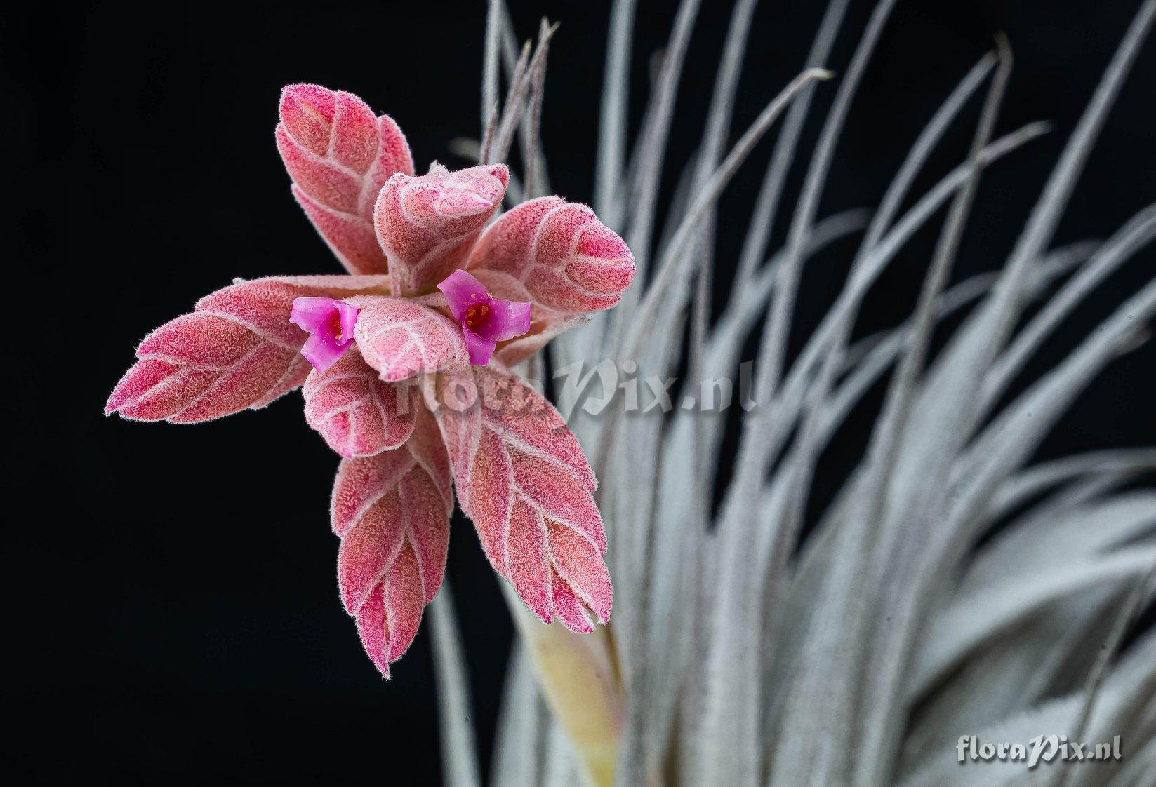 Tillandsia gardneri var. rupicola