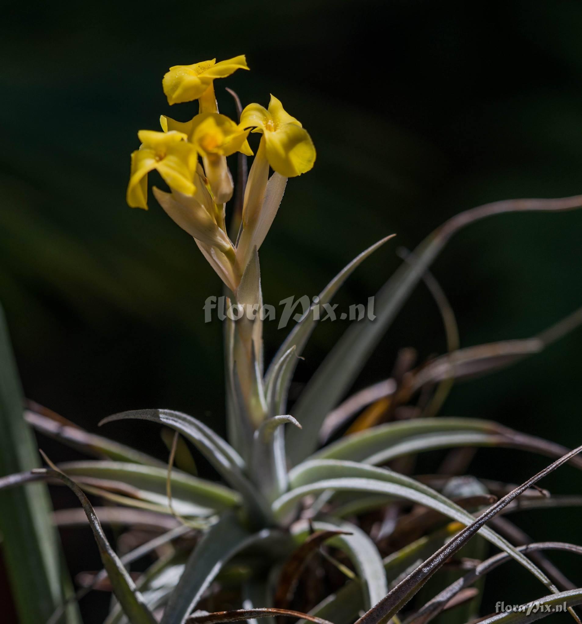 Tillandsia ixioides