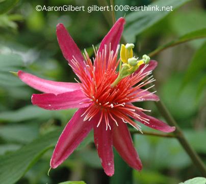 Passiflora gritensis