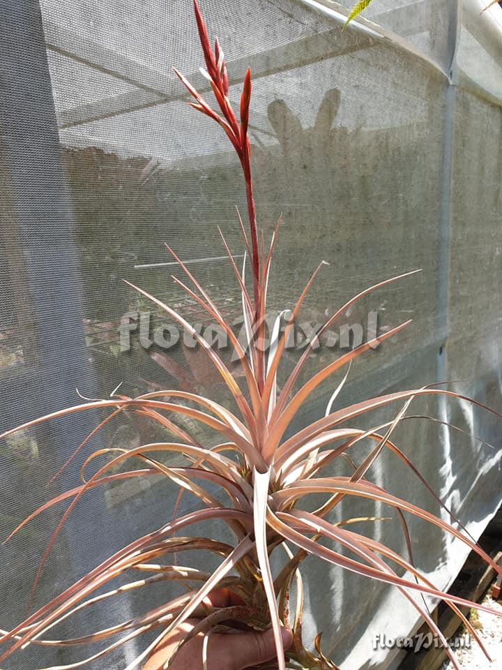 Tillandsia buchlohii