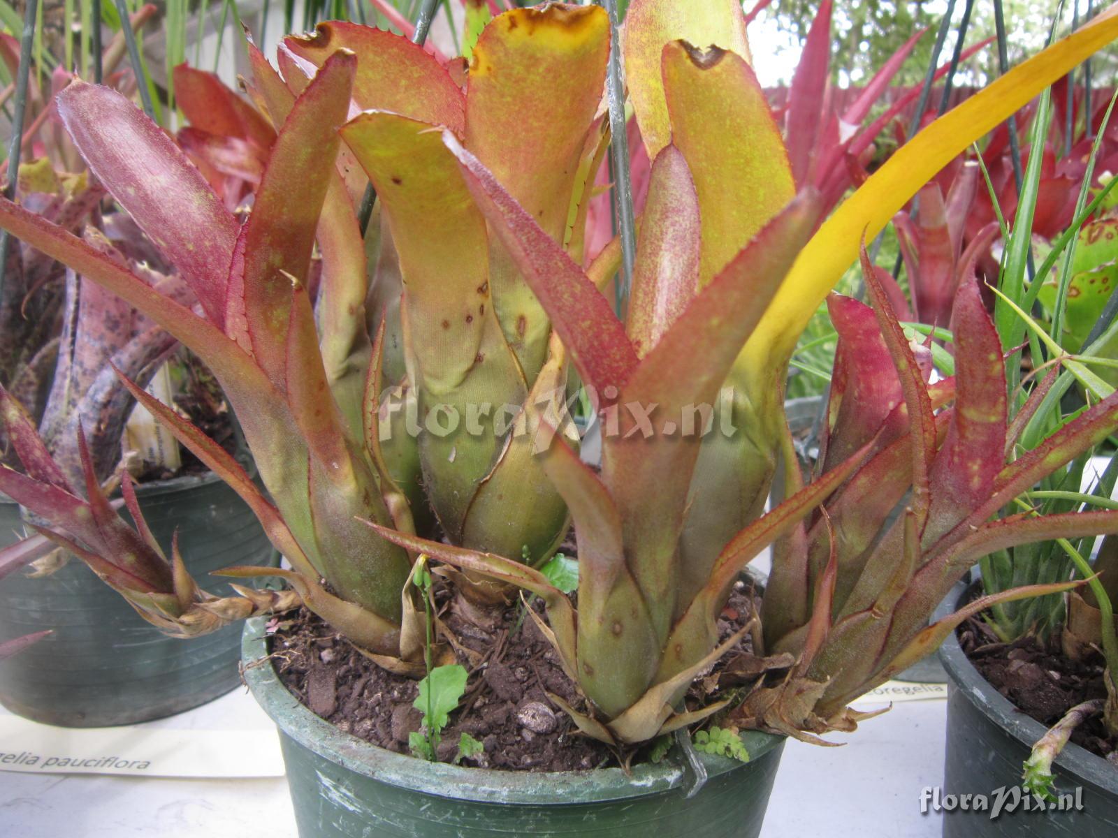 Neoregelia angustibracteolata