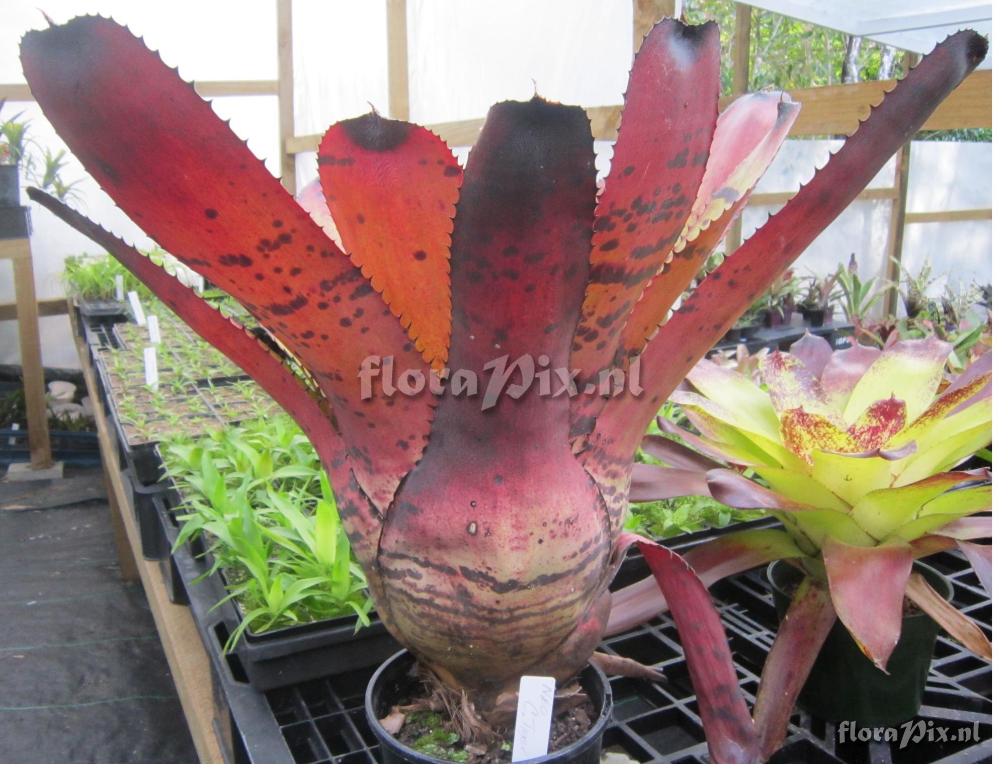 Neoregelia carcharodon