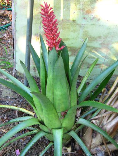 Aechmea distichantha