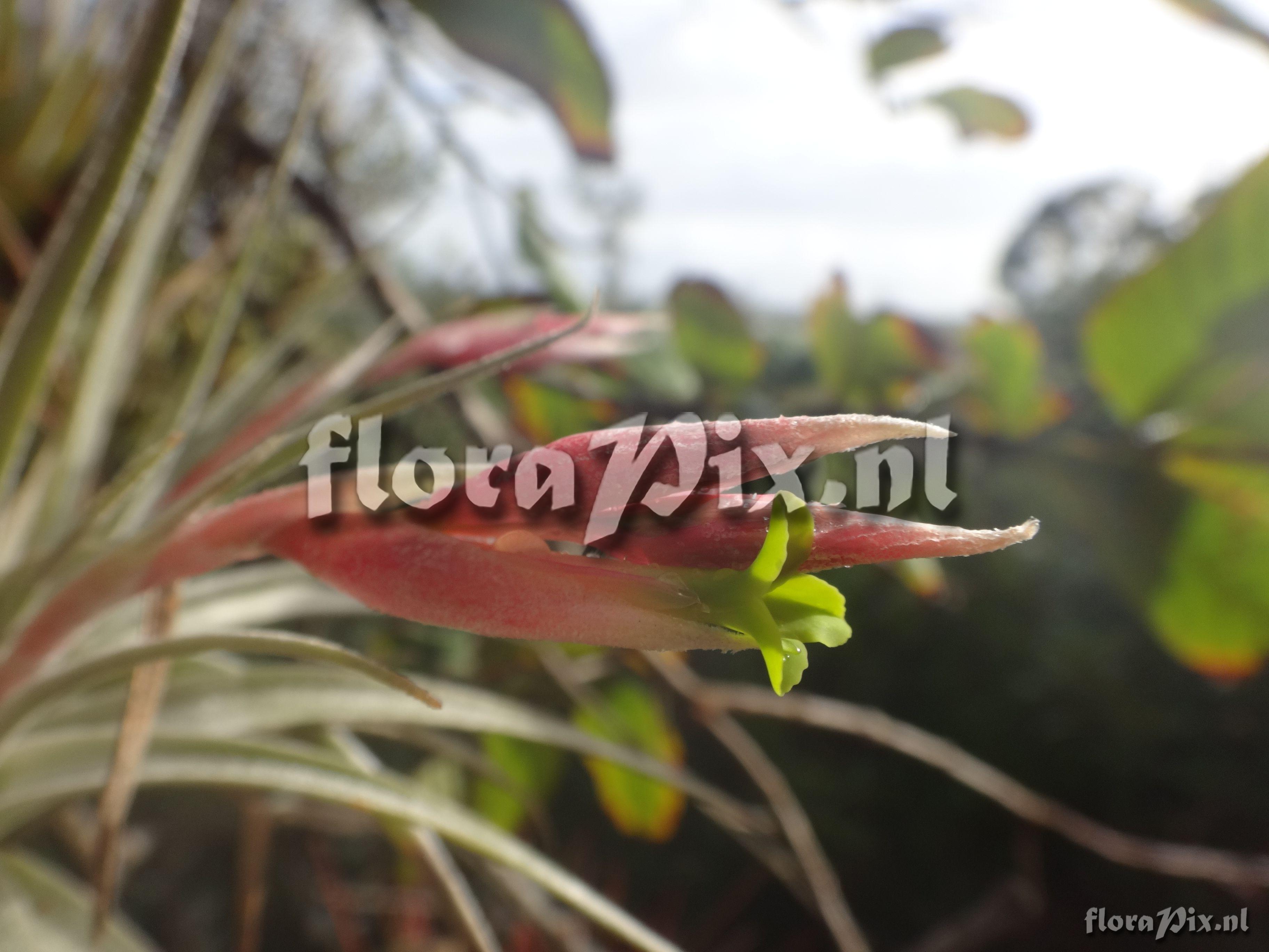 Tillandsia ixioides subsp. viridiflora