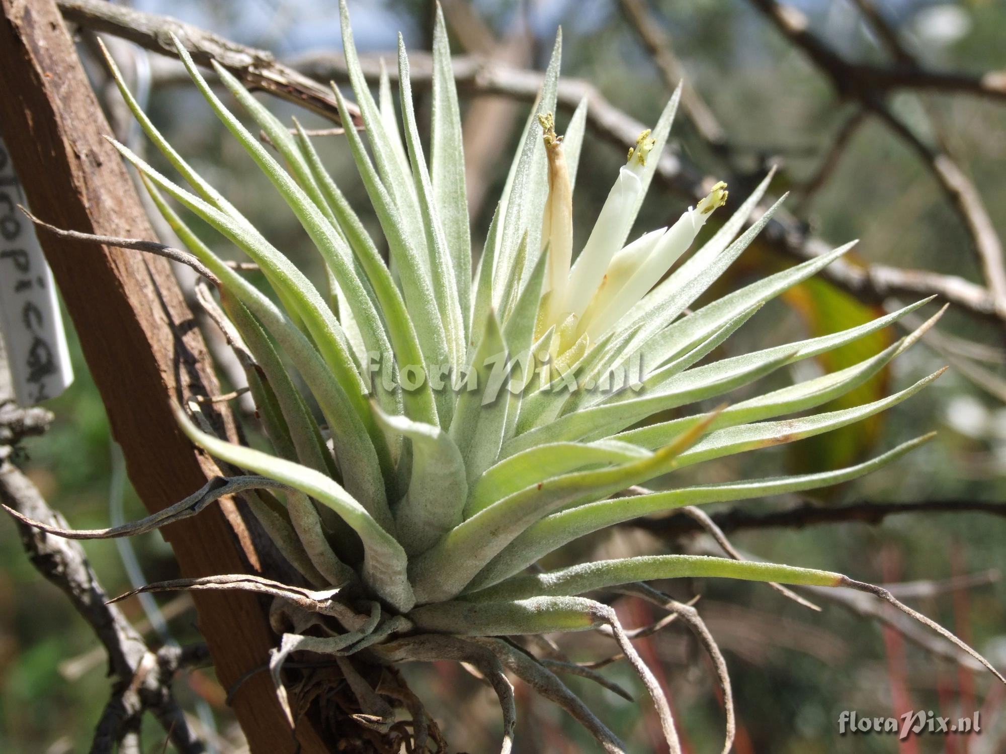 Tillandsia plagiotropica