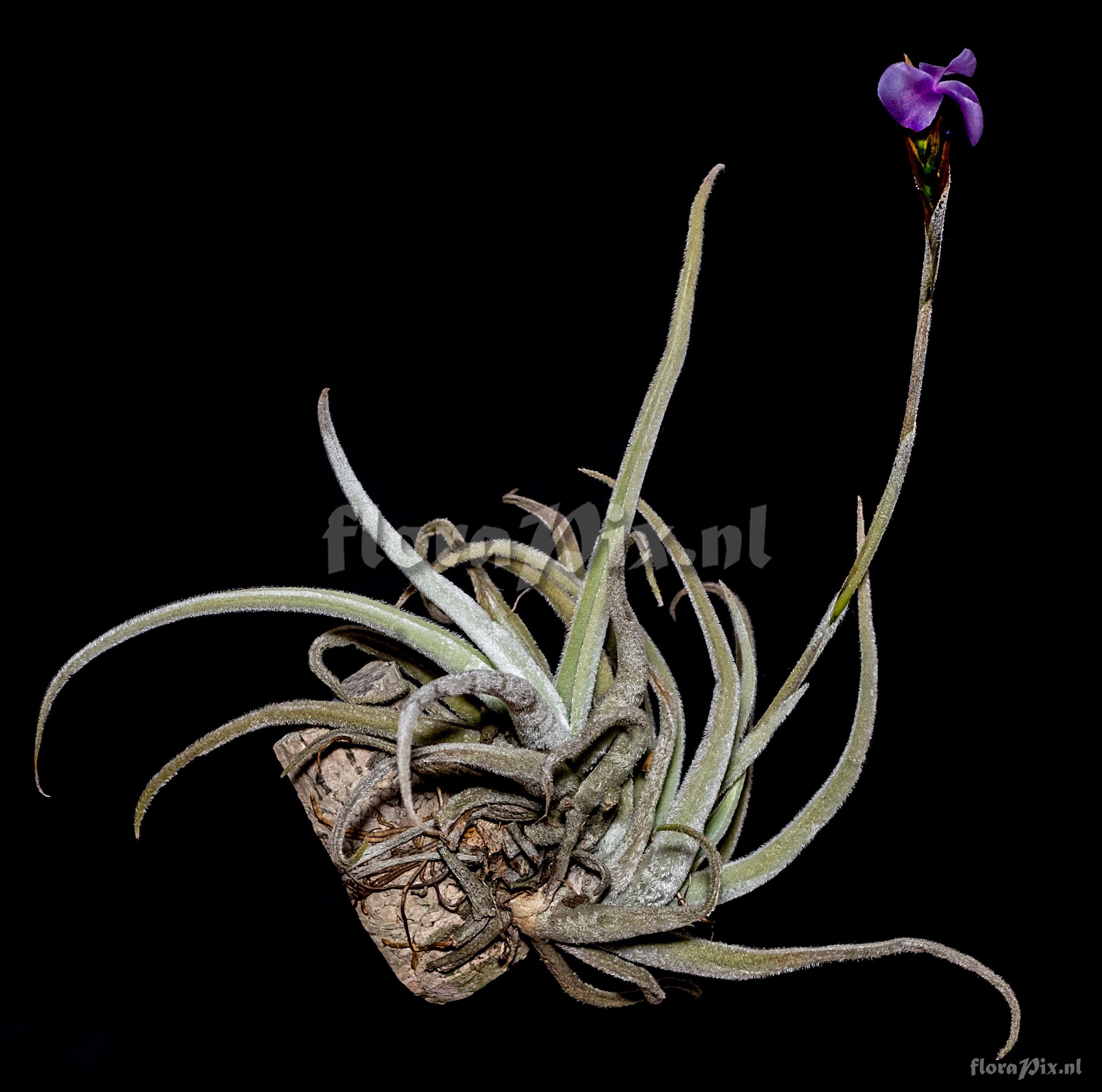 Tillandsia santiagoensis