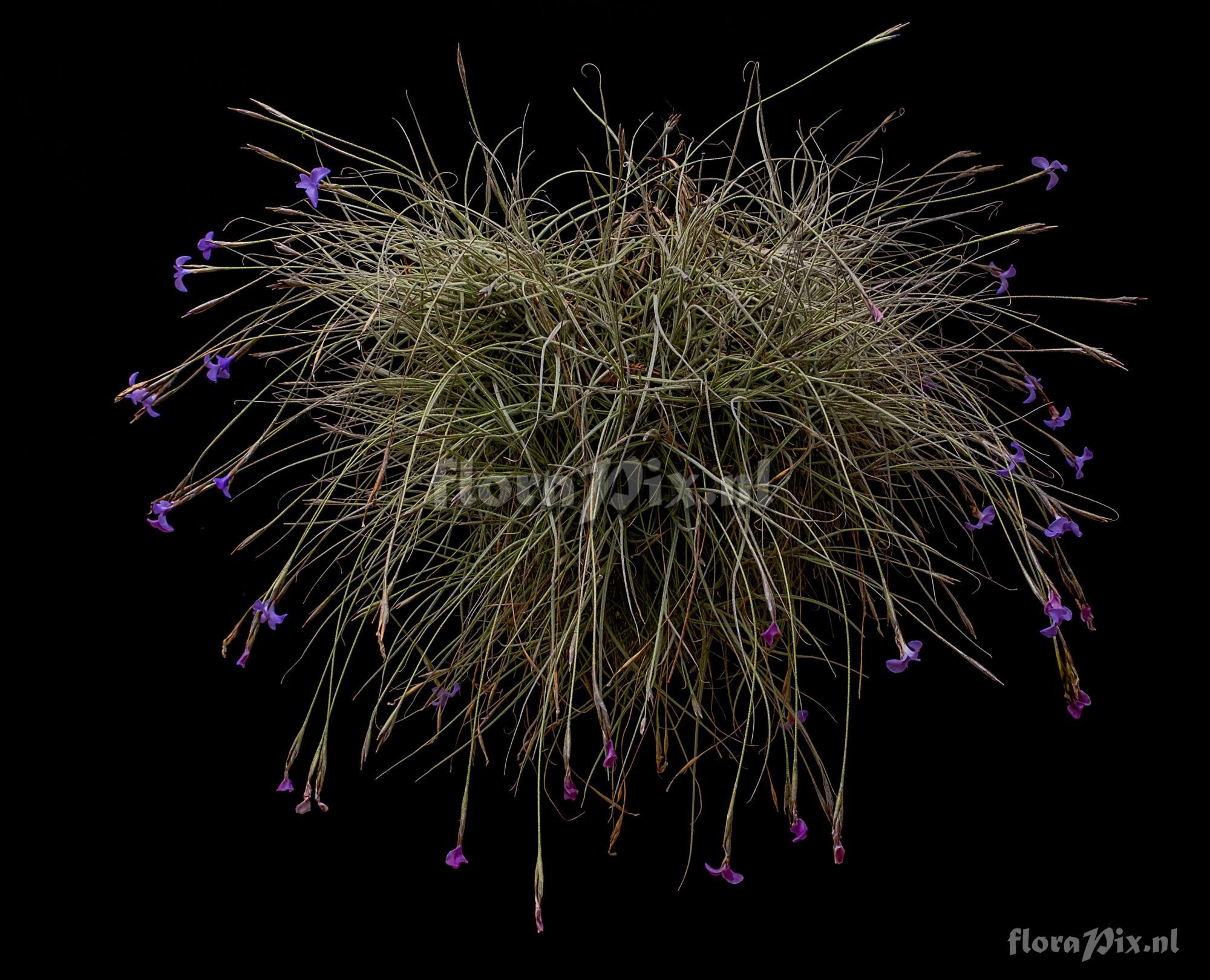 Tillandsia mallemontii