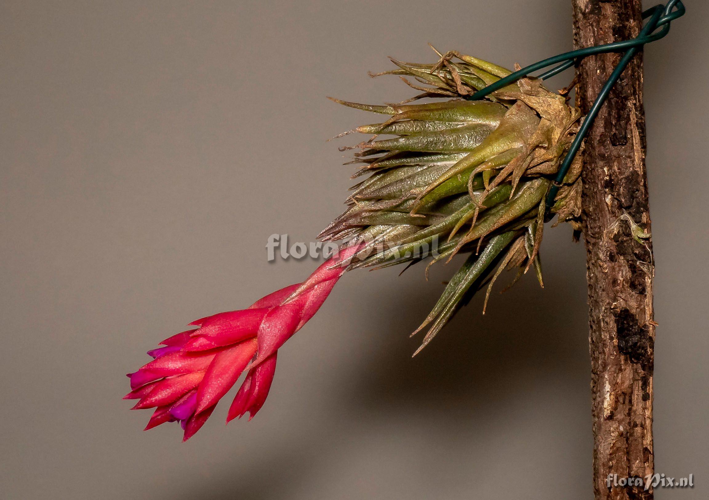 Tillandsia kautskyi