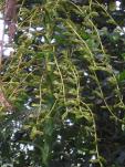 Glomeropitcairnia penduliflora