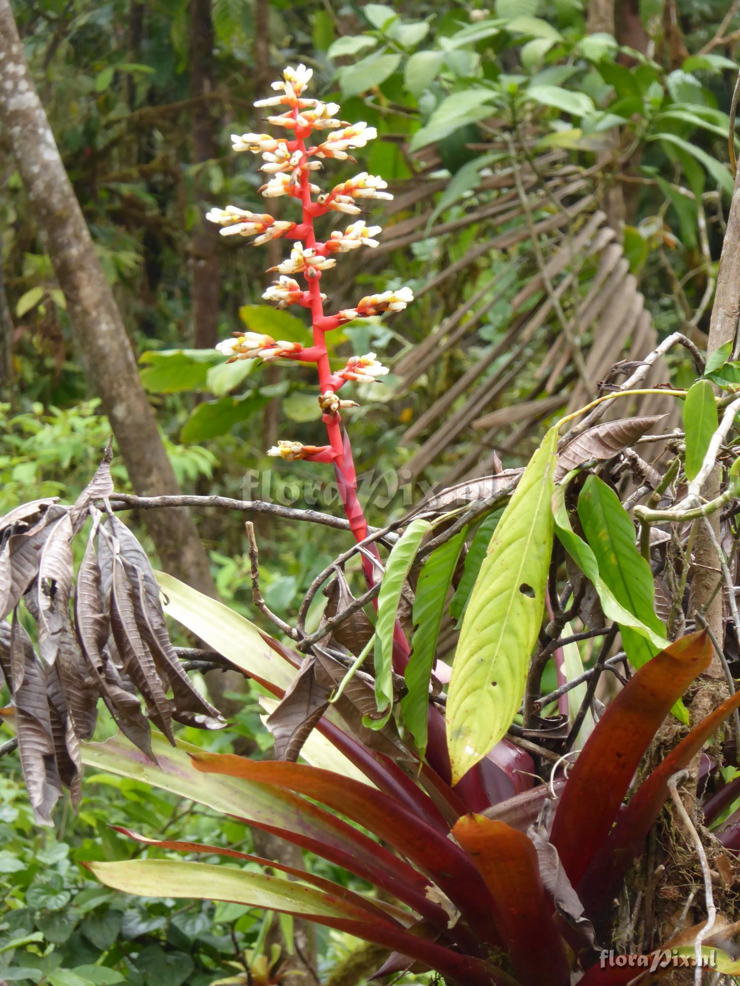 Guzmania testudinis var. splendida