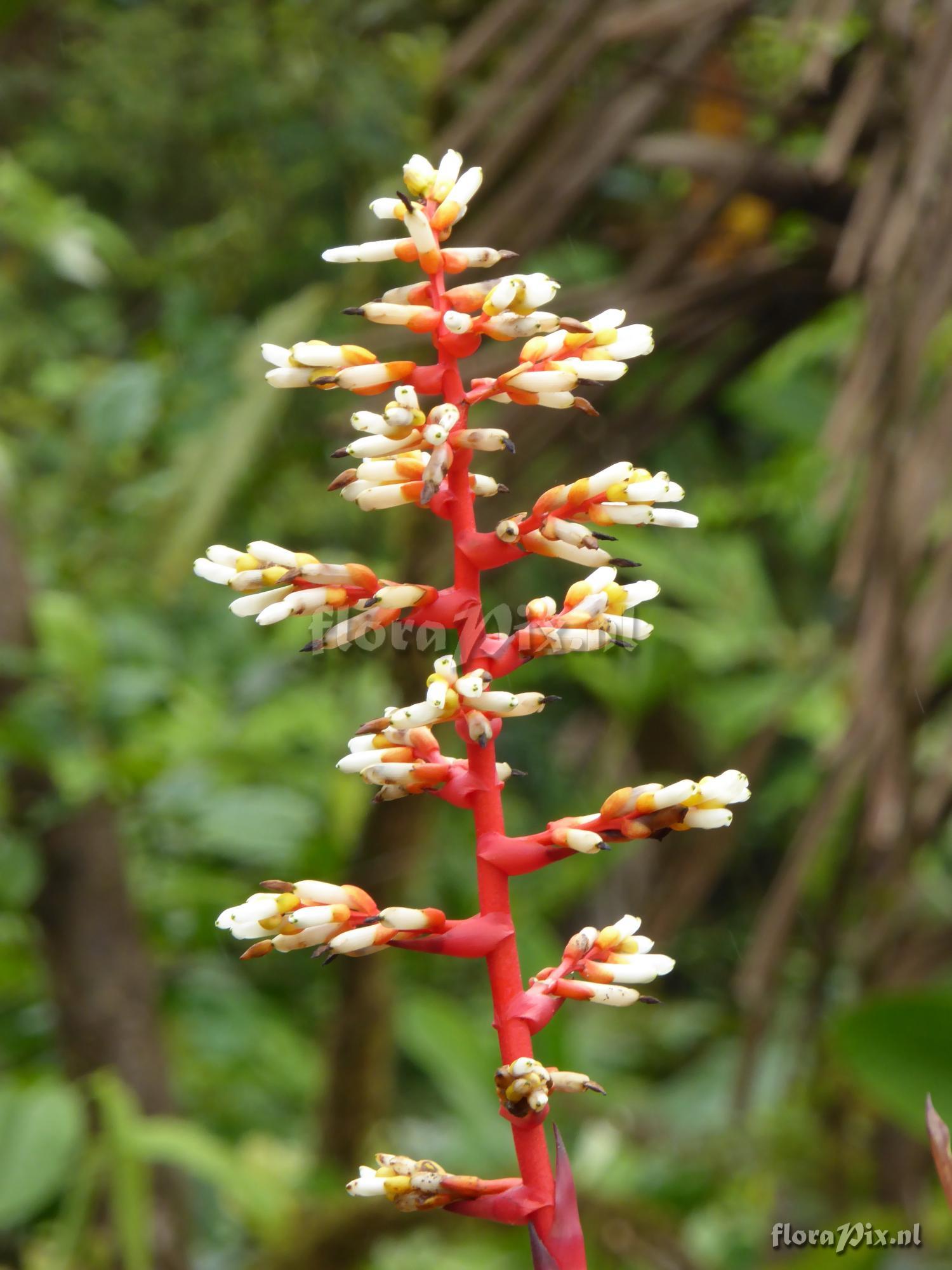 Guzmania testudinis var. splendida