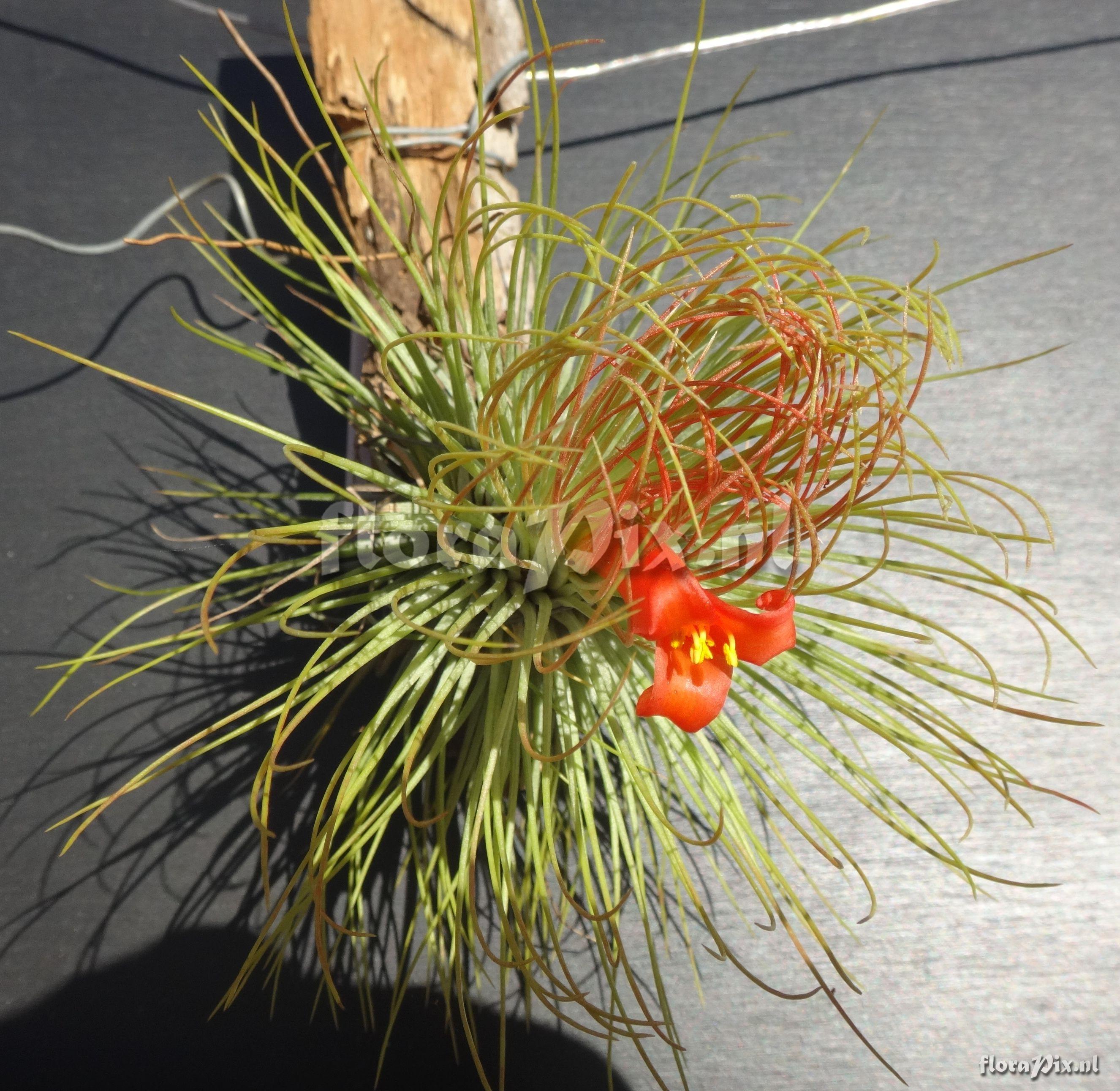 Tillandsia andreana