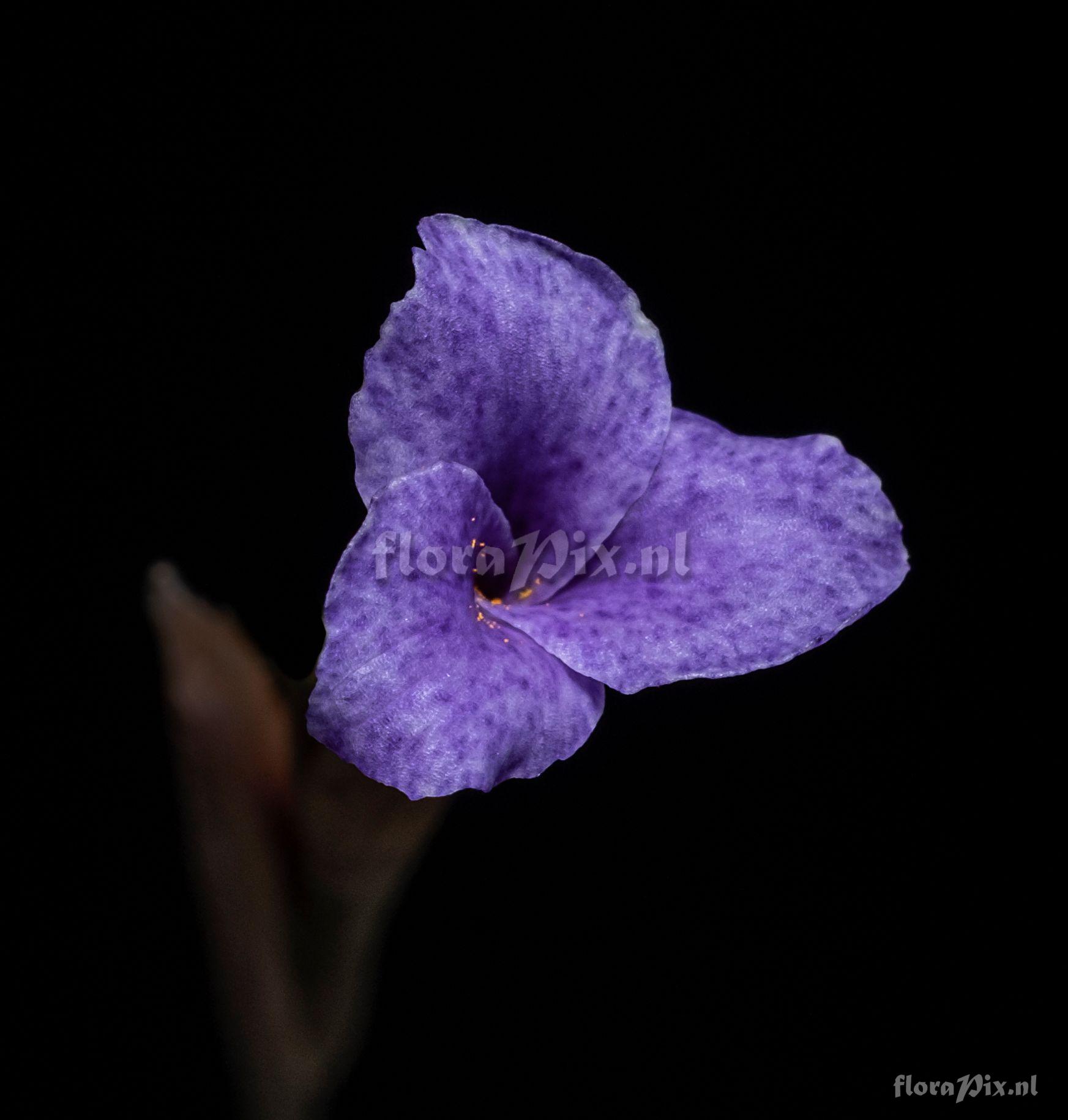 Tillandsia bandensis