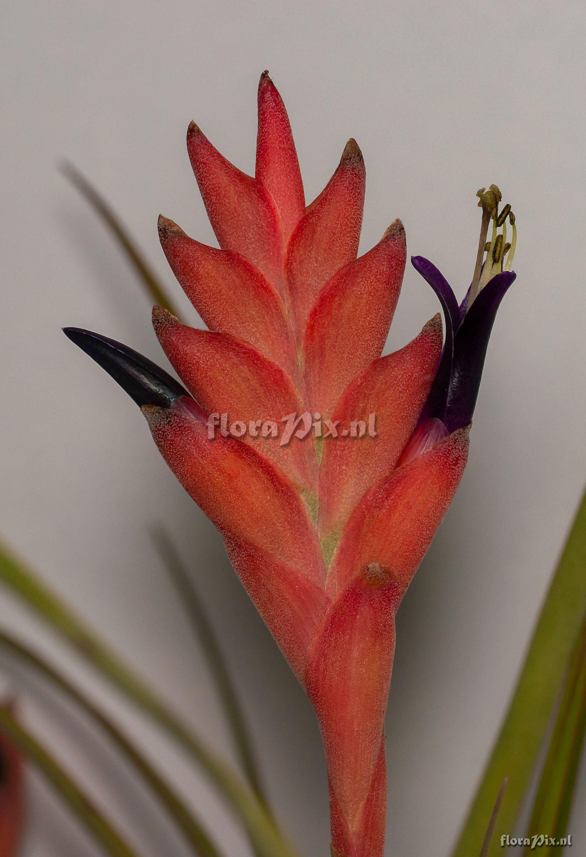 Tillandsia barclayana var. minor