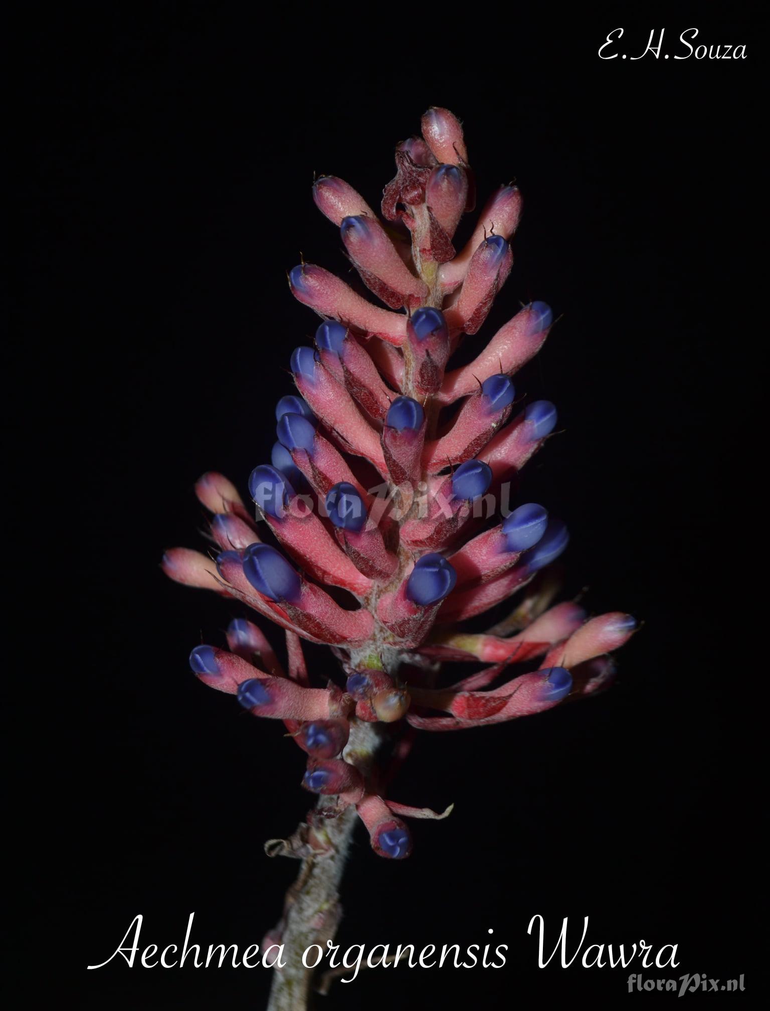 Aechmea organensis