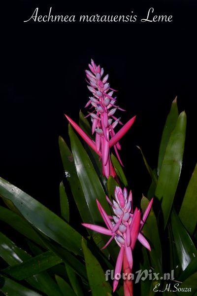 Aechmea marauensis