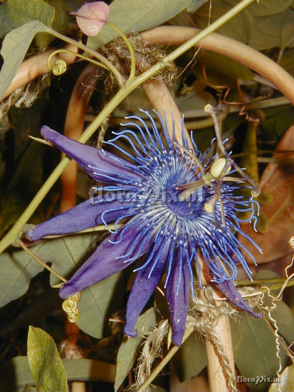 Passiflora 