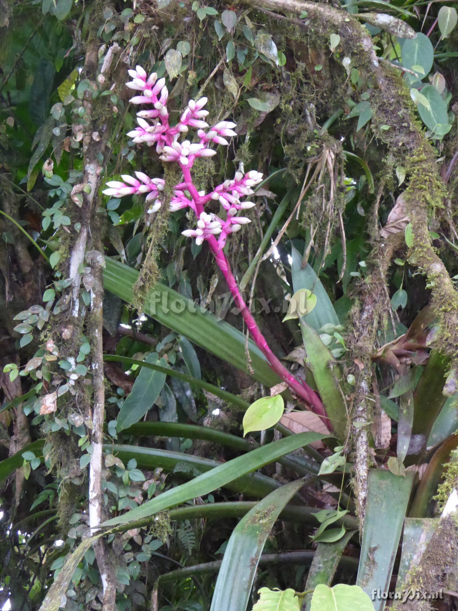 Guzmania alborosea