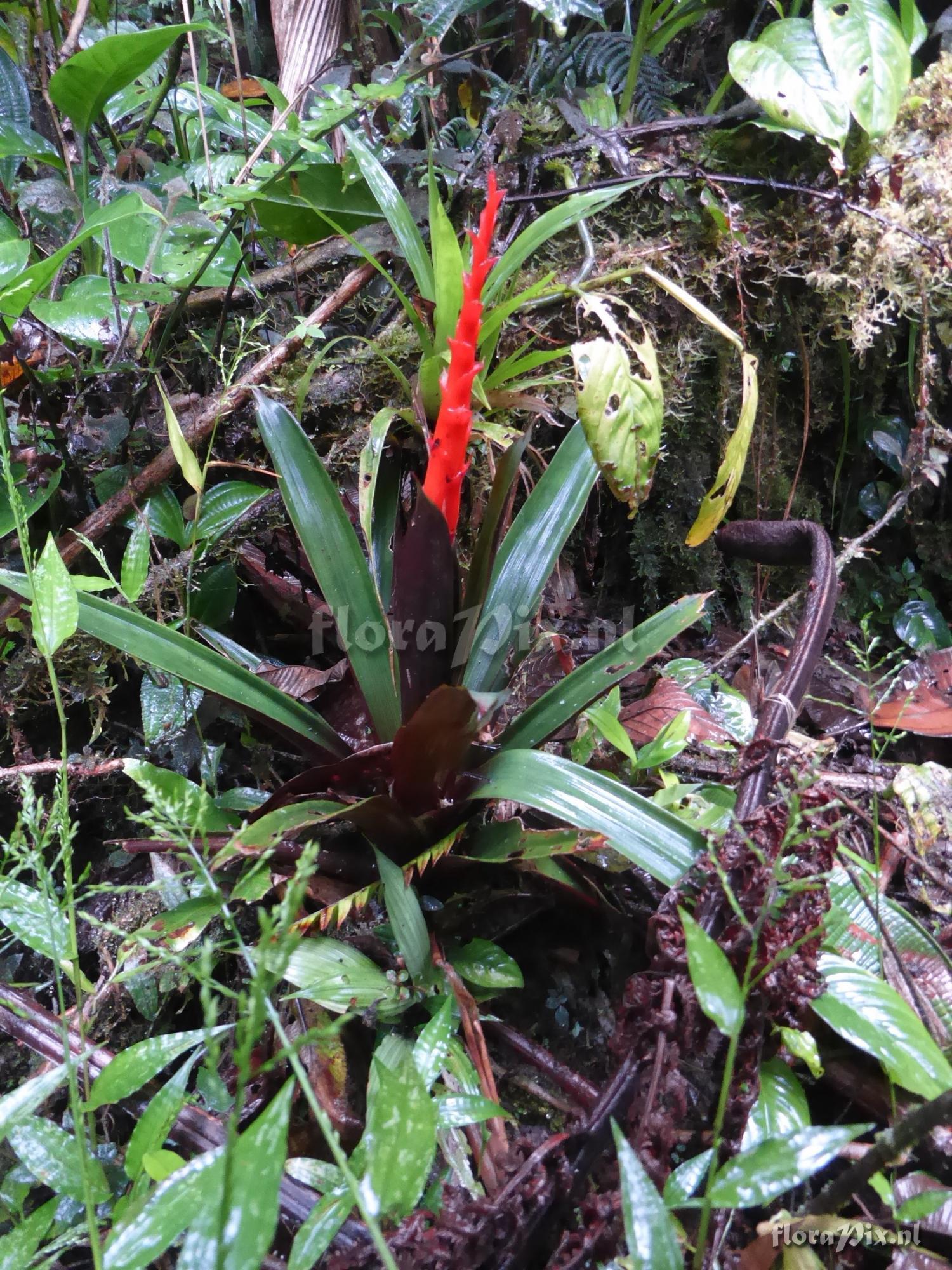 Guzmania cinnabarina