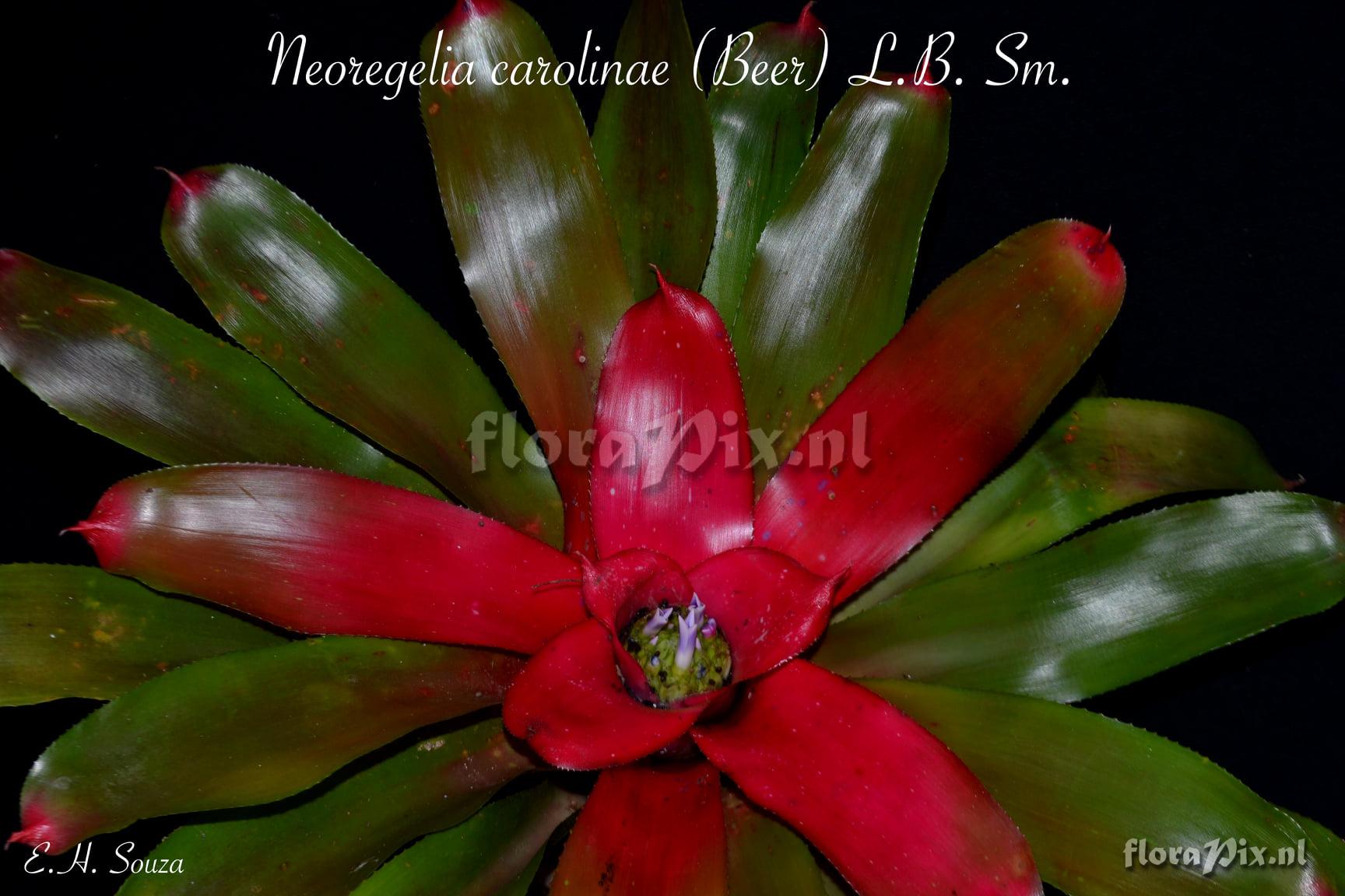 Neoregelia carolinae