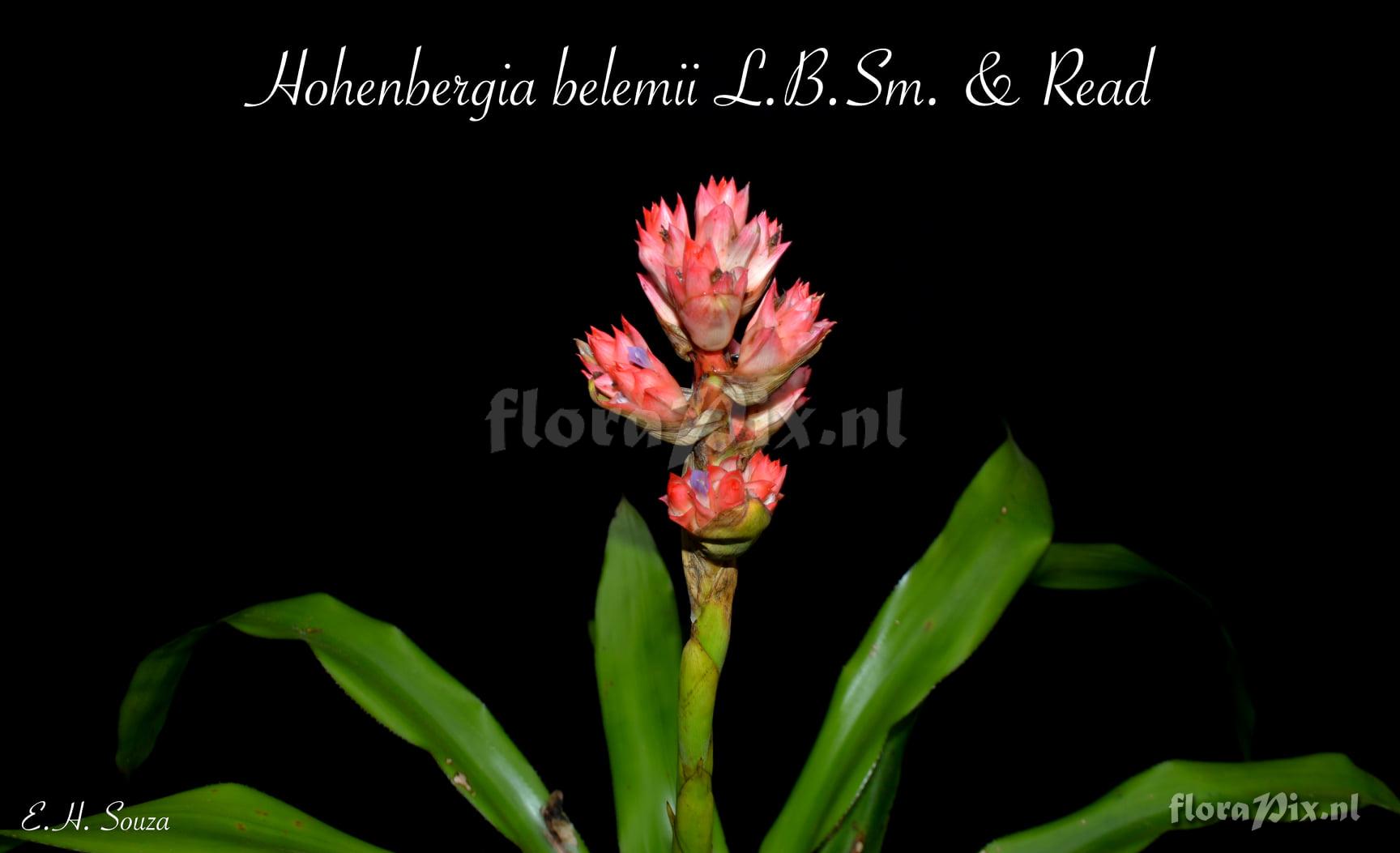 Hohenbergia belemii