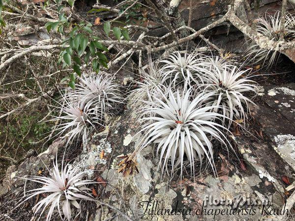 Tillandsia chapeuensis