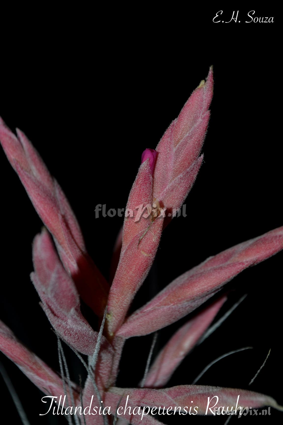 Tillandsia chapeuensis