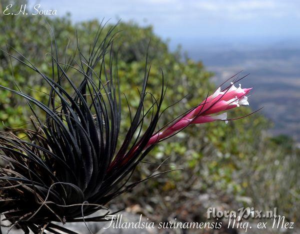 Tillandsia tenuifolia var. tenuifolia