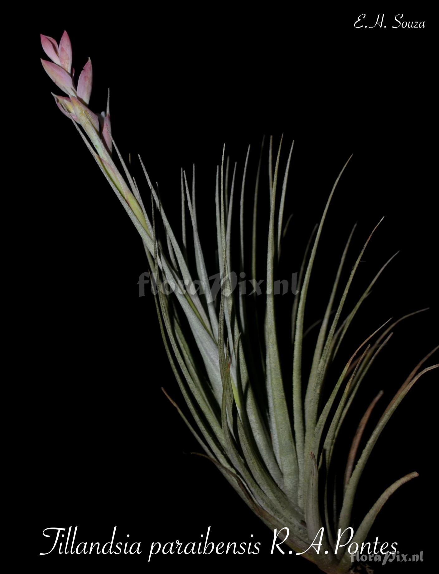 Tillandsia paraibensis