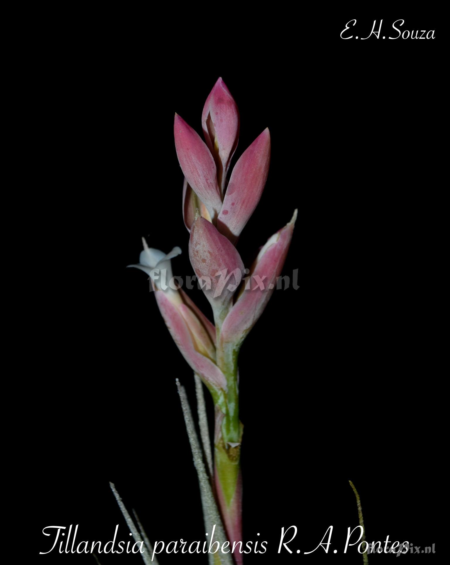 Tillandsia paraibensis