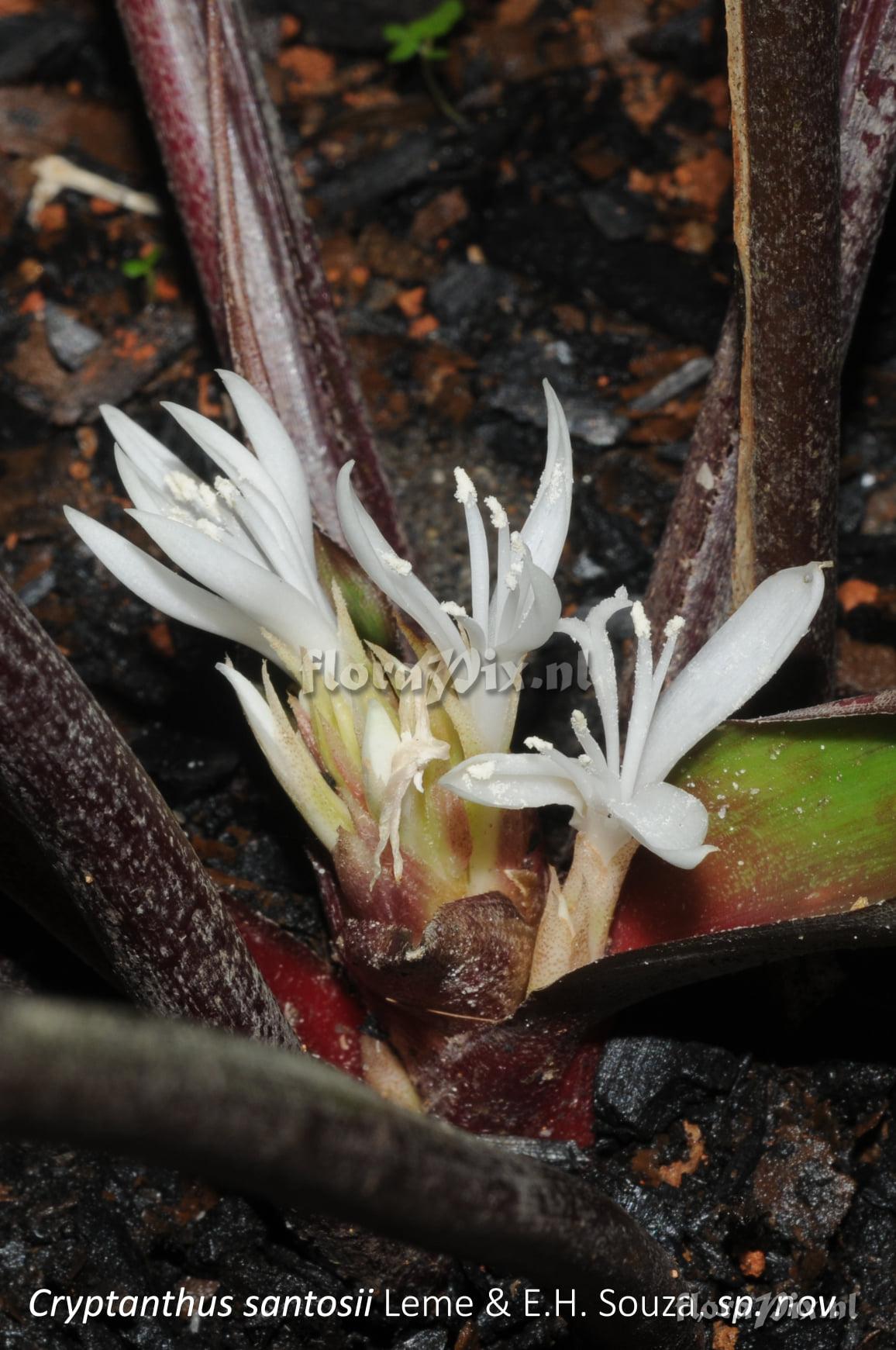 Cryptanthus santosii