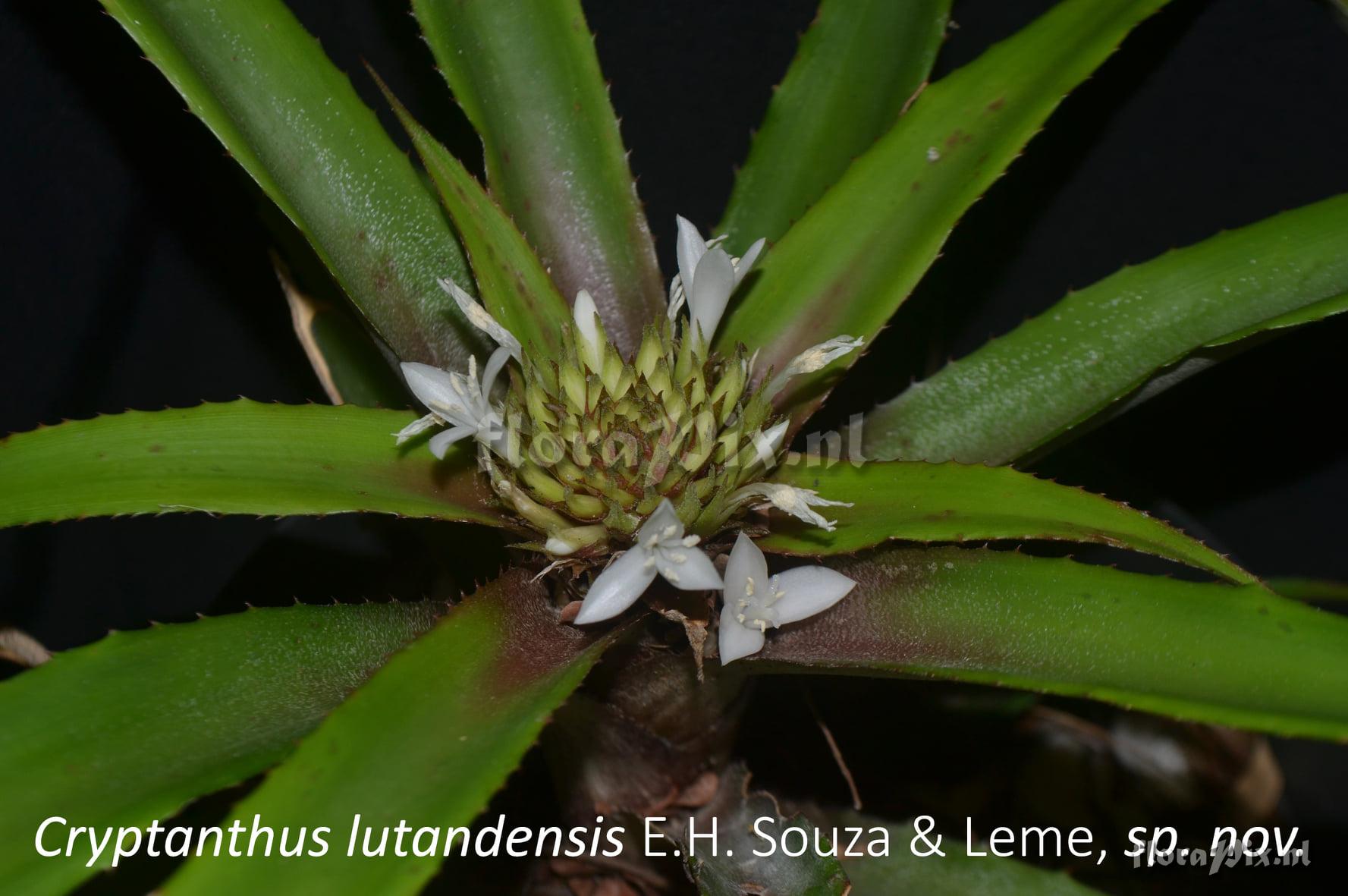 Cryptanthus lutandensis