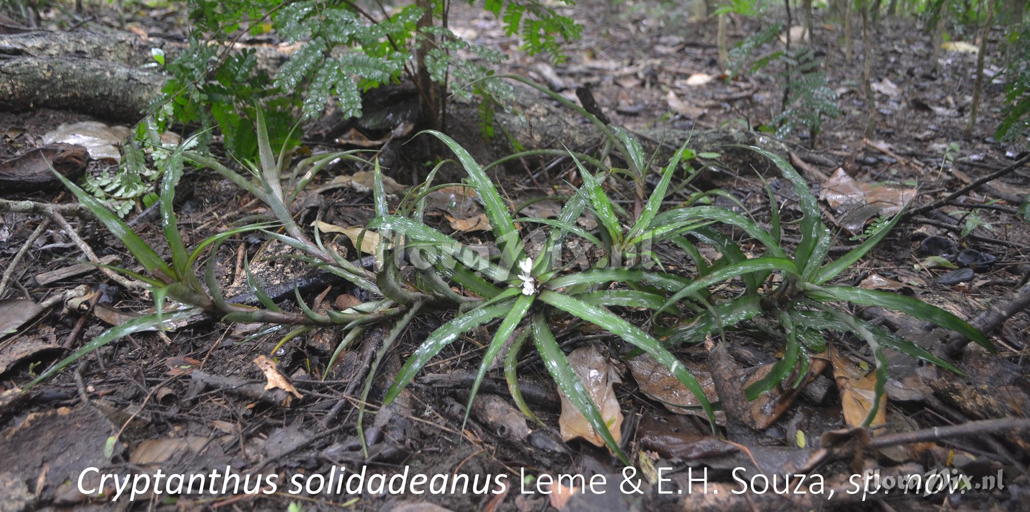 Cryptanthus solidadeanus