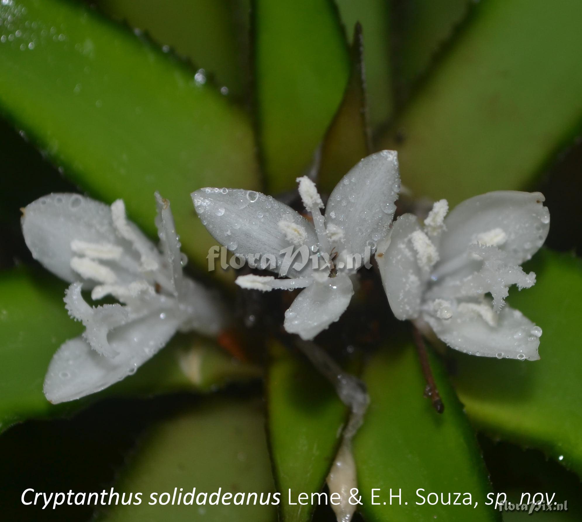 Cryptanthus solidadeanus