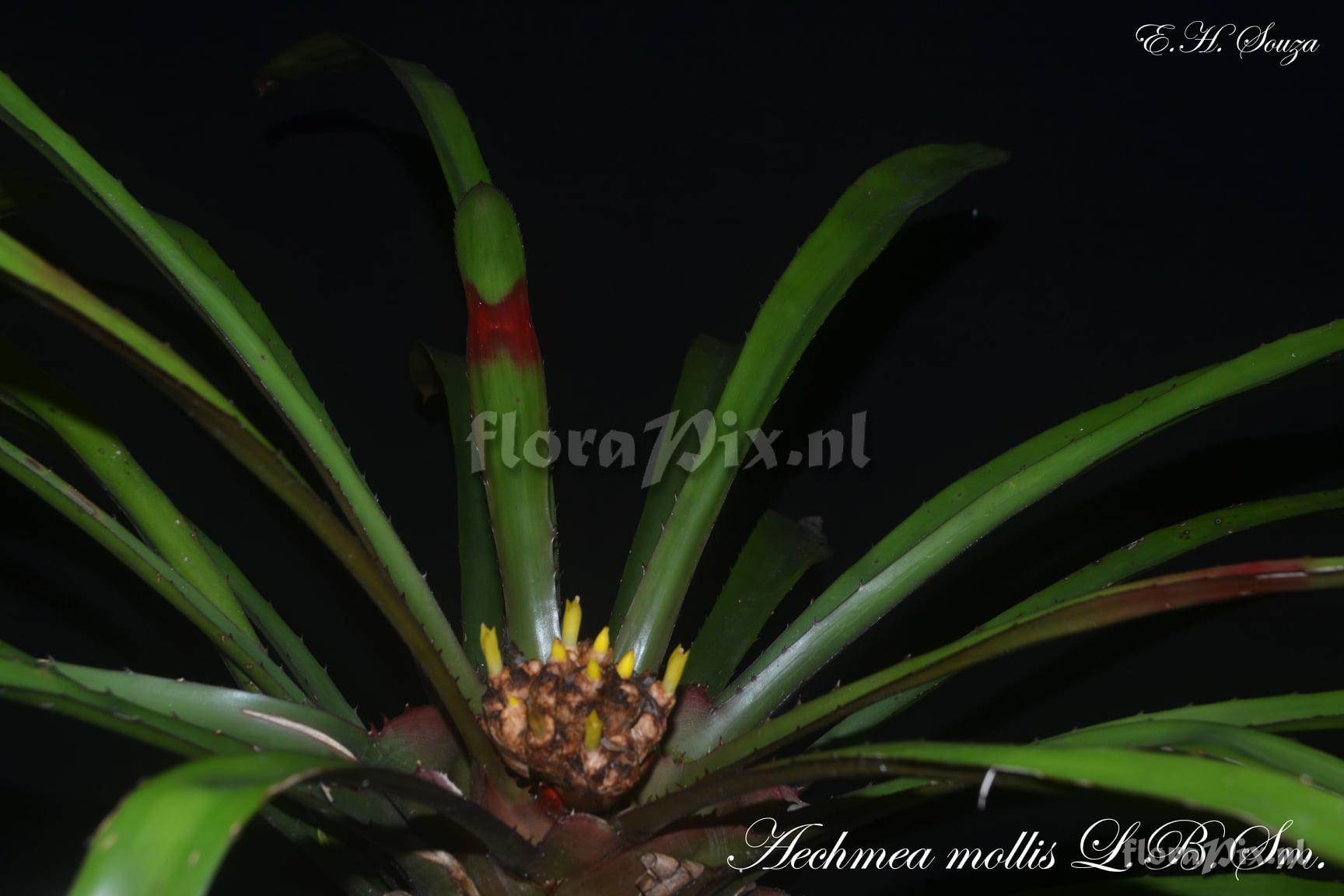 Aechmea mollis