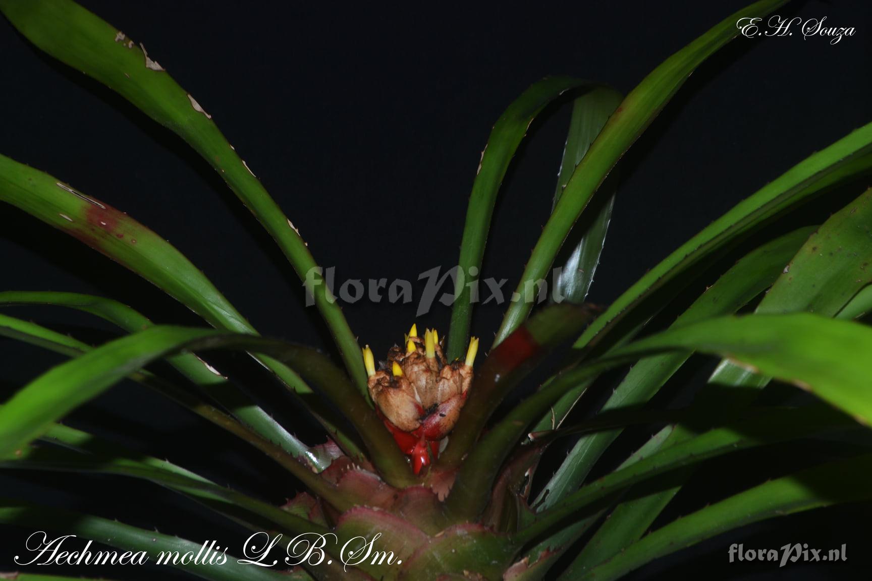 Aechmea mollis