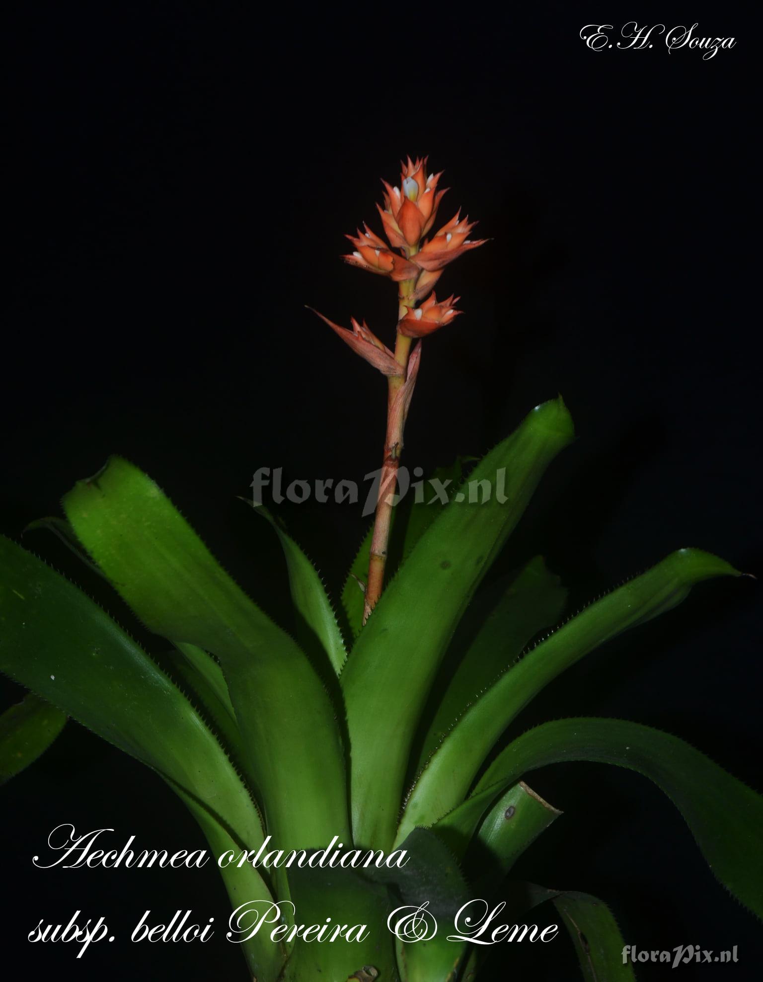 Aechmea orlandiana subsp. belloi