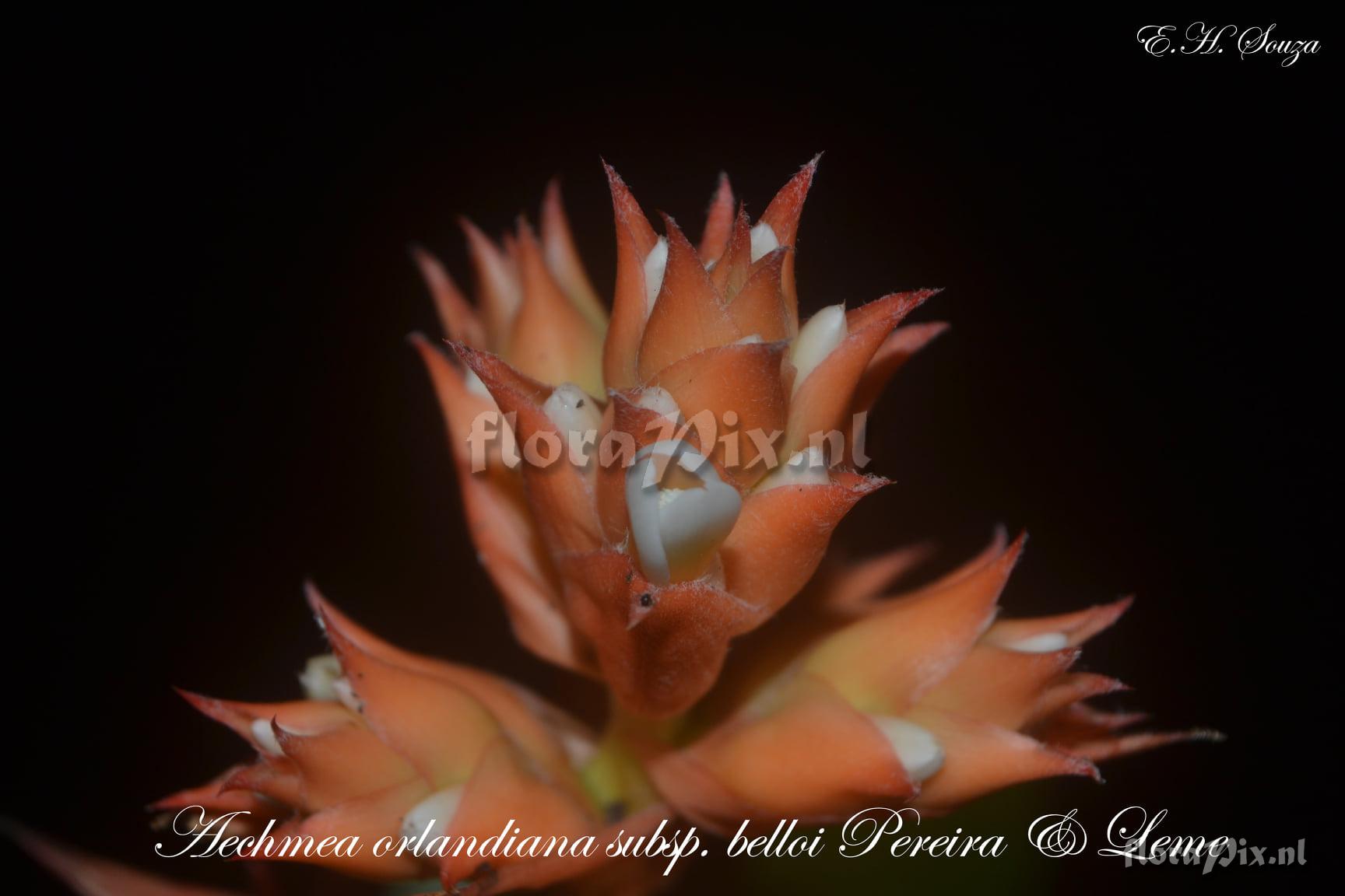 Aechmea orlandiana subsp. belloi