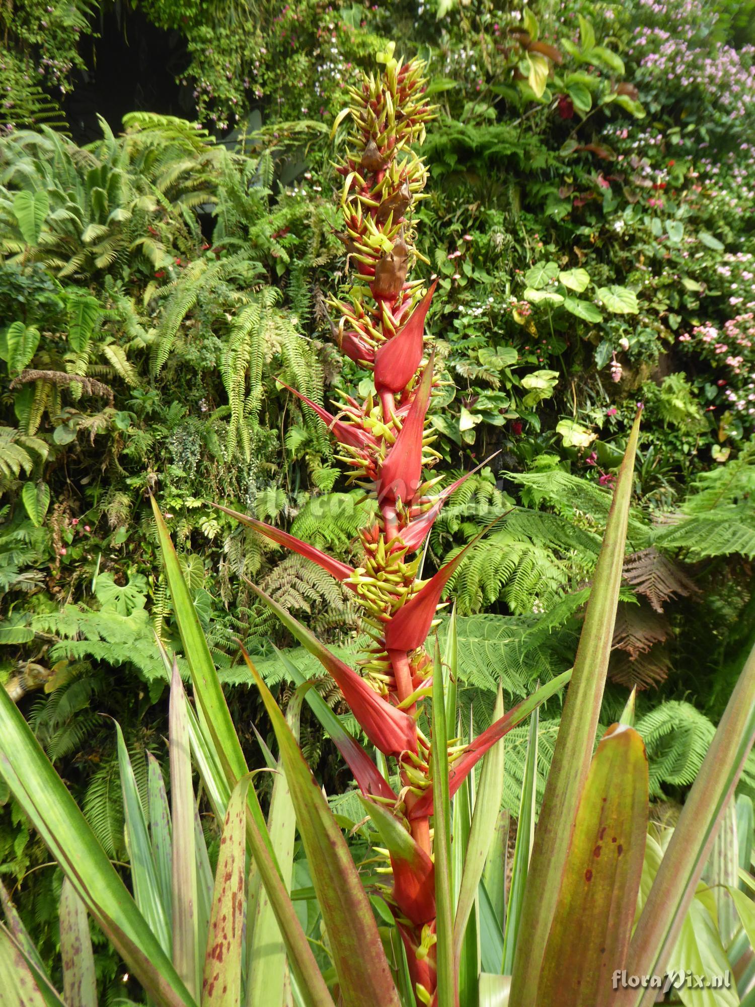 Guzmania ekmanii