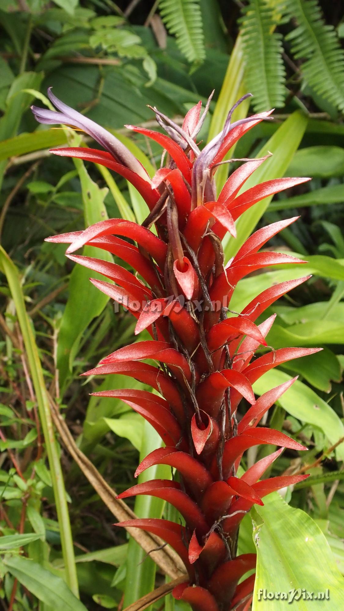 Pitcairnia squarrosa var. colorata