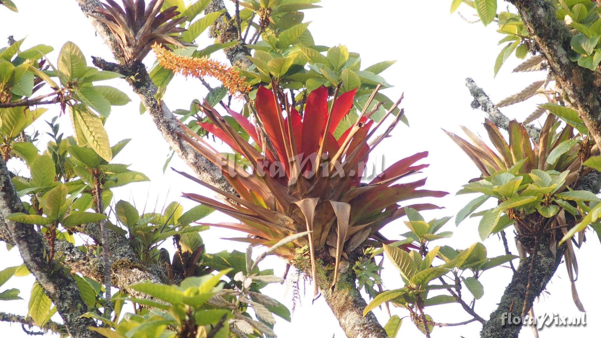 Aechmea latifolia