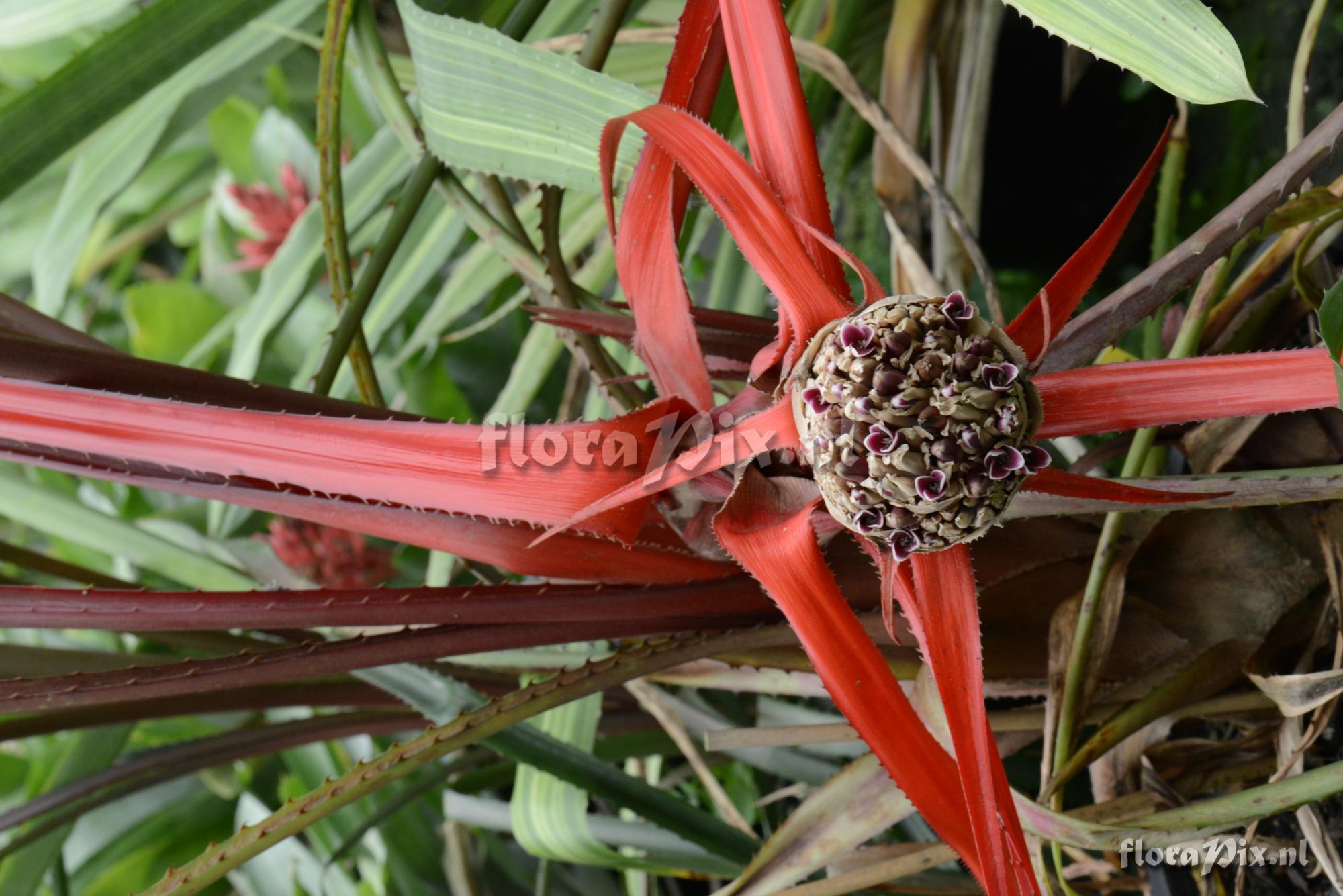 Bromelia epiphytica