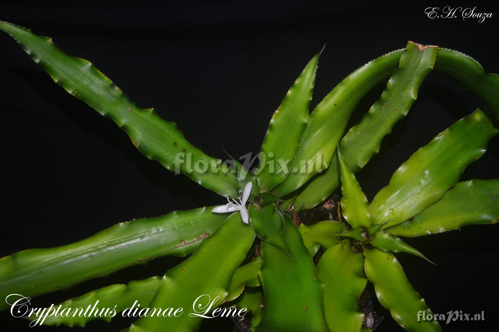 Cryptanthus dianae