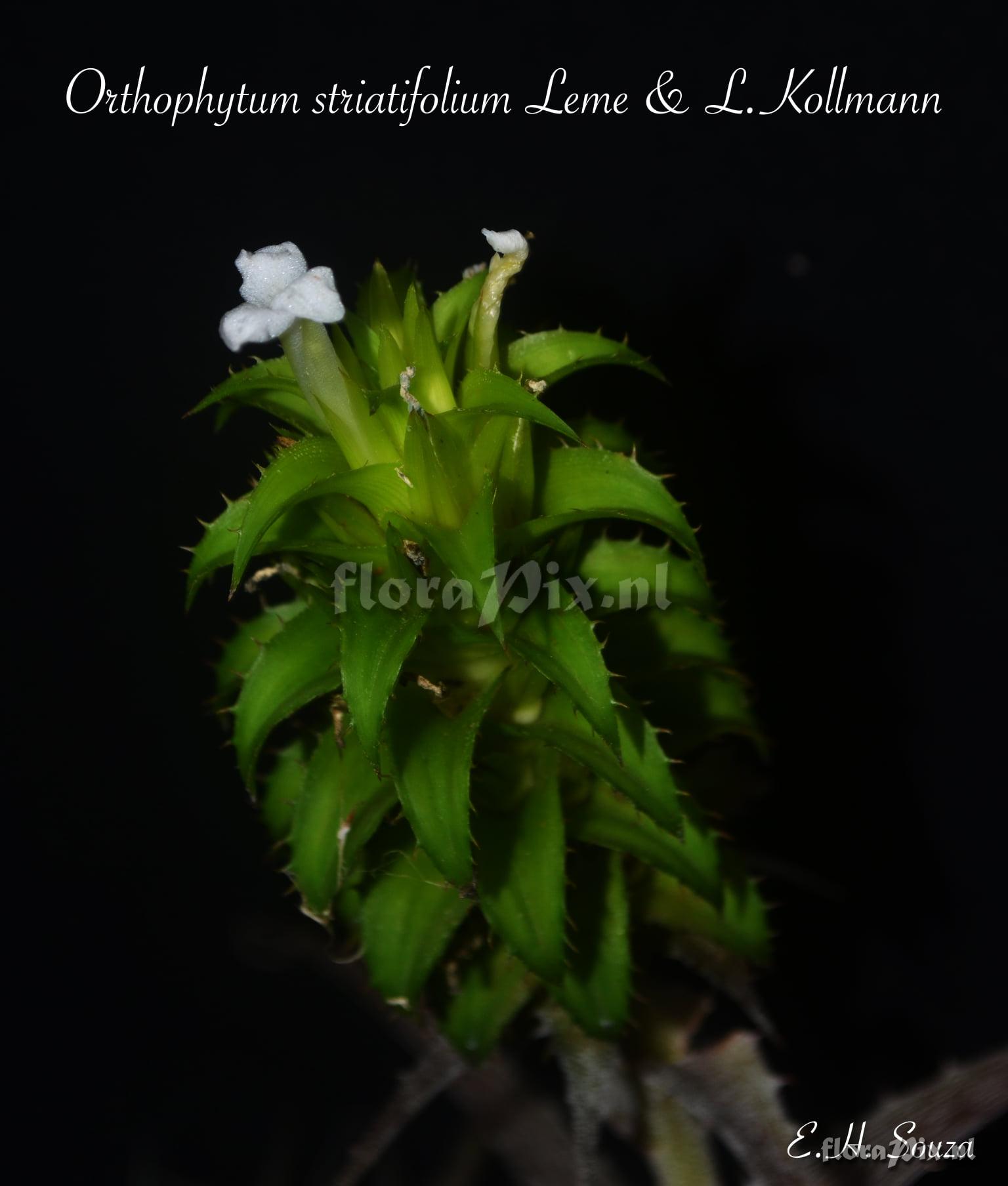 Orthophytum striatifolium