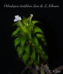 Orthophytum striatifolium