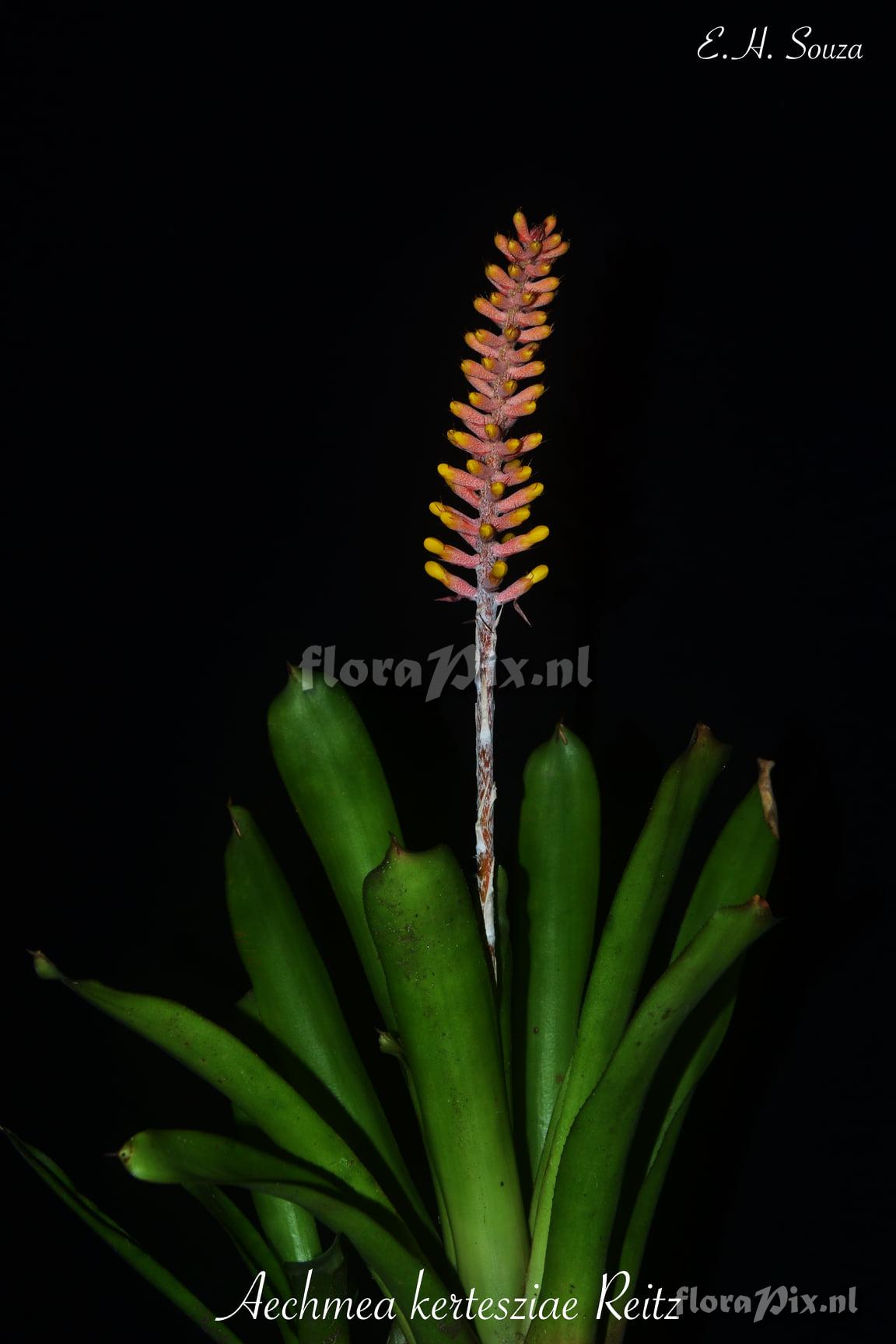 Aechmea kertesziae