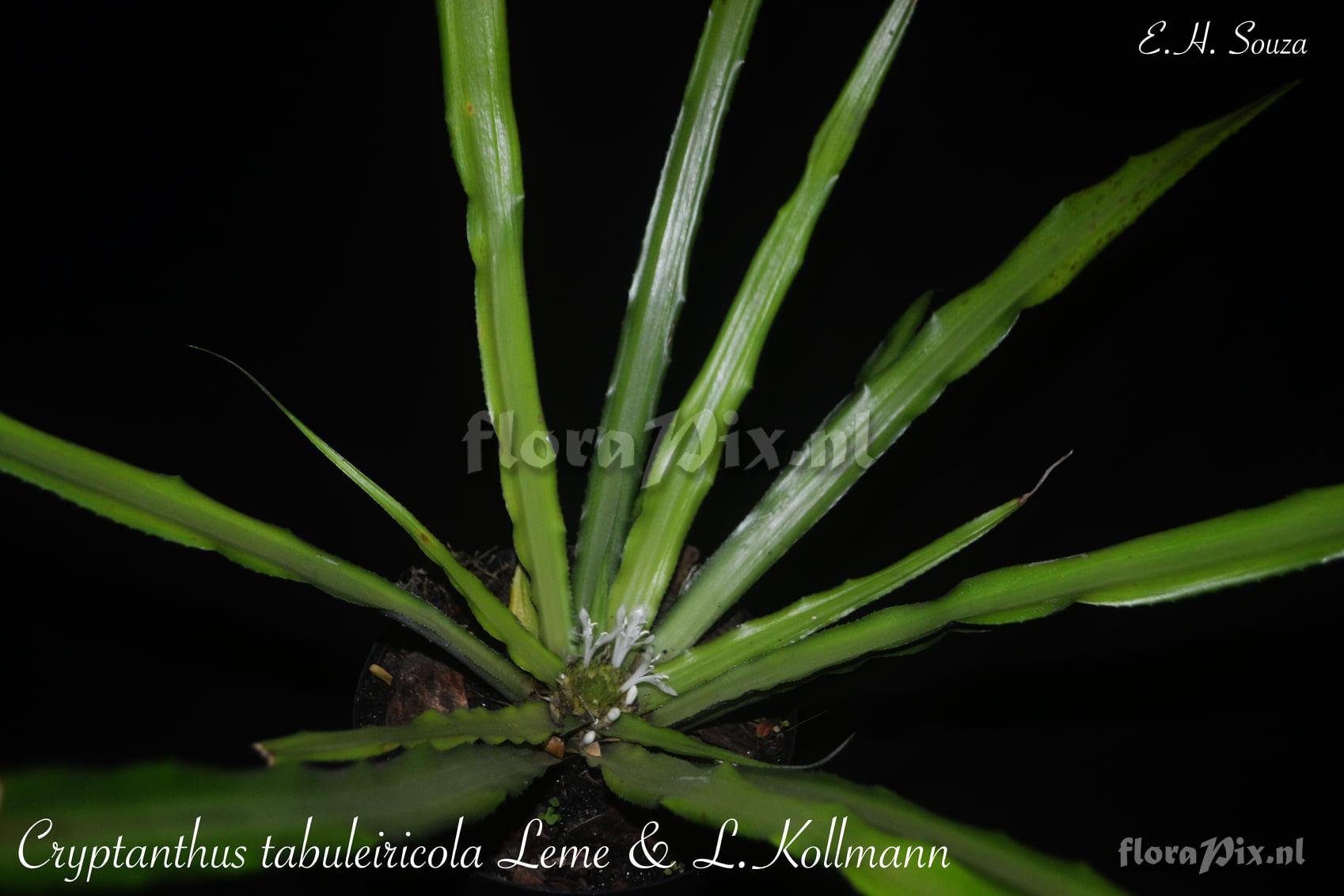 Cryptanthus tabuleiricola