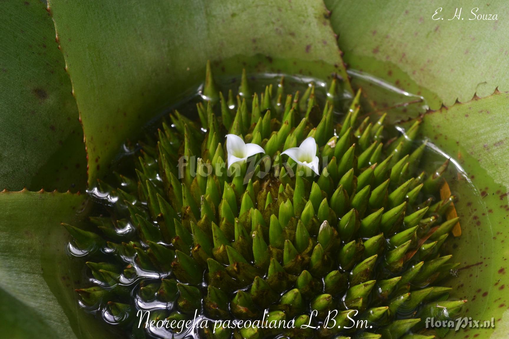 Neoregelia pascoaliana