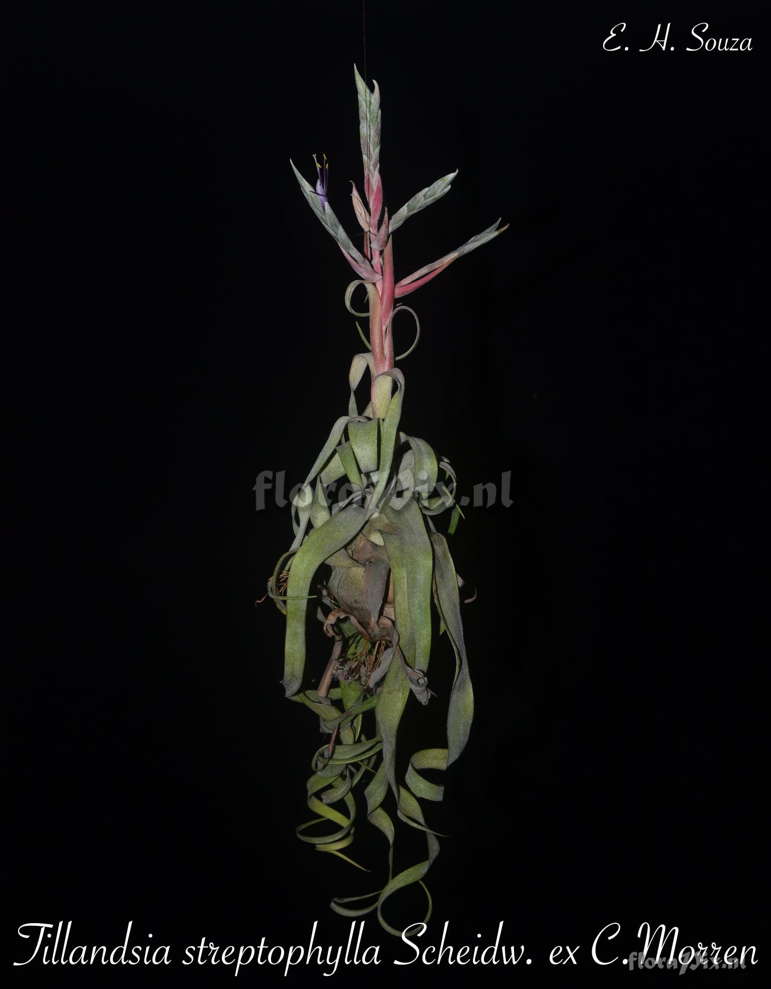 Tillandsia streptophylla