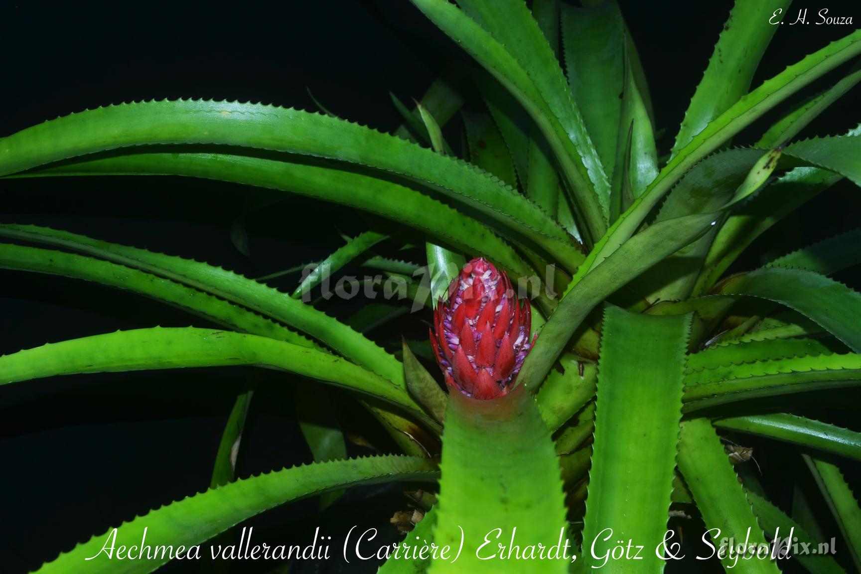 Aechmea vallerandii